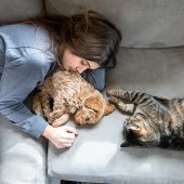 Cute 8 week old caramel colored puppy is sleeping on the couch with his owner. The house cat approached to check out this new family addition.